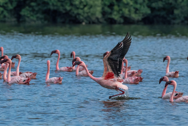 Birds
